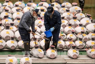 Nhộn nhịp phiên đấu giá cá ngừ đầu năm tại Nhật Bản